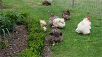 Docelles : quand les poules assurent aussi l’entretien du jardin