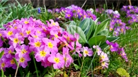 Que faire dans votre jardin en ce mois de mars ?