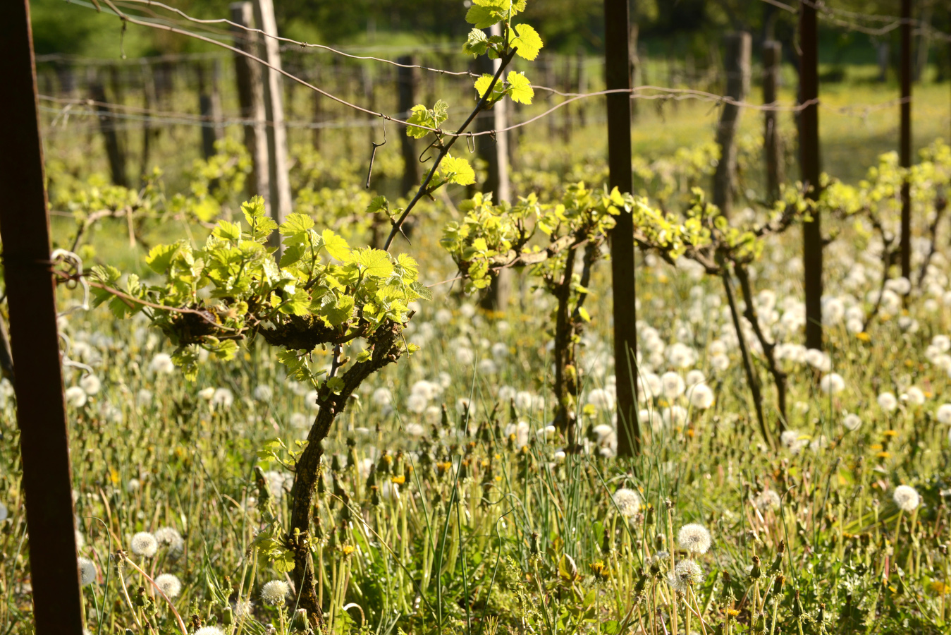 Les Vosges produisent peu de vin.