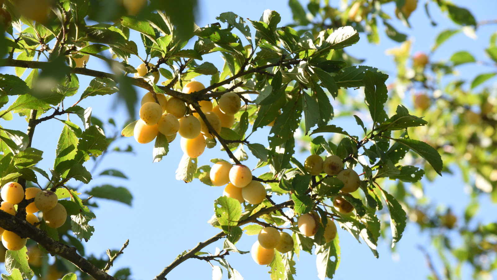 C'est de saison  la mirabelle  Articles