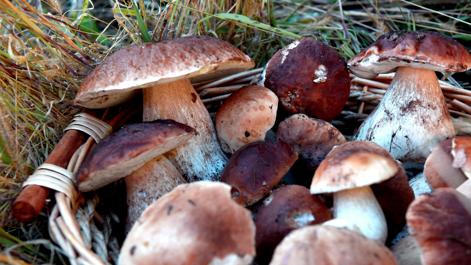 Augmentation des intoxications liées à la consommation de champignons : restez vigilants !
