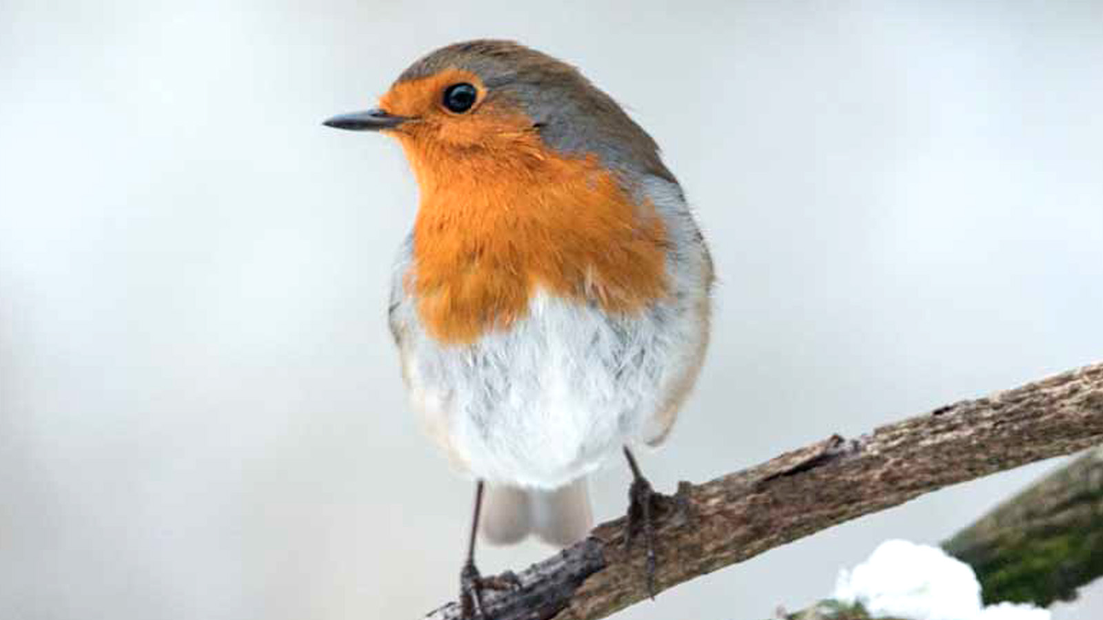 Comment participer au comptage national des oiseaux des jardins ?